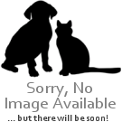 Bravecto Spot On For Cats Medium 2 8 6 25 Kg Cat My Vet New Zealand S Largest Online Pet Pharmacy